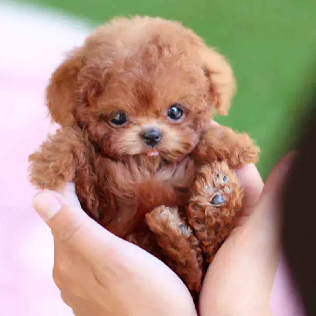 🐶🌭Nicco - My Realistic Robot Puppy